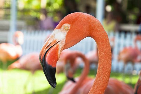 In den Bahamas (Karibik) können Urlauber im botanischen Garten Flamingos bestaunen. 
