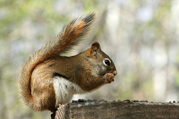 Naturwunder während Ihrer Carnival Kreuzfahrt. Eichhörnchen sitzt auf einem Baum und isst eine Nuss. 