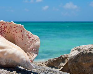 Caribbean